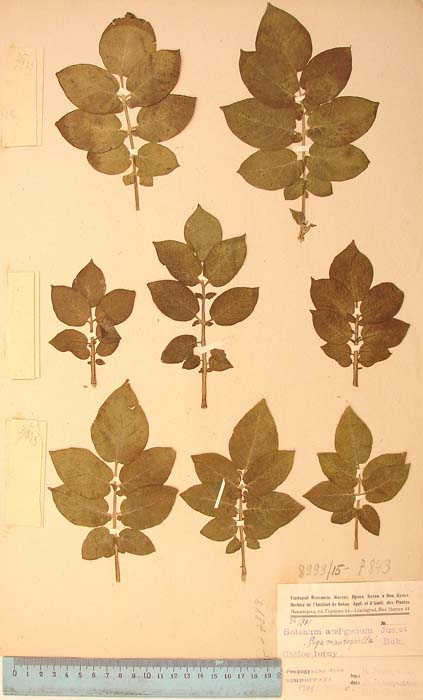 S. tuberosum obliquum Lectotypus 1991